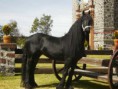 /album/caballos-divinos/ian-jpg/