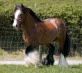 /album/fotogaleria-caballos/a400-1202012716-caballo-en-el-mar-jpg1/